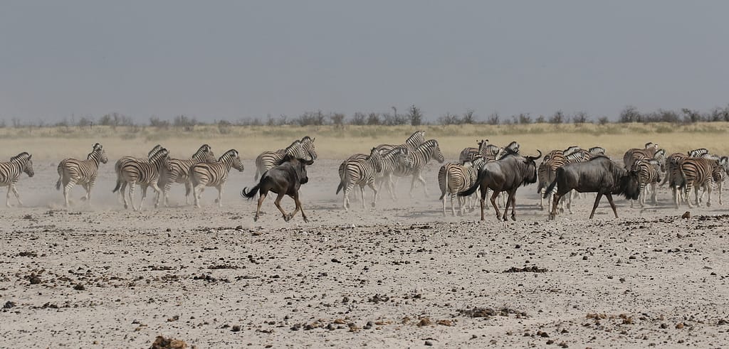 Parco Nazionale di Etosha in Namibia