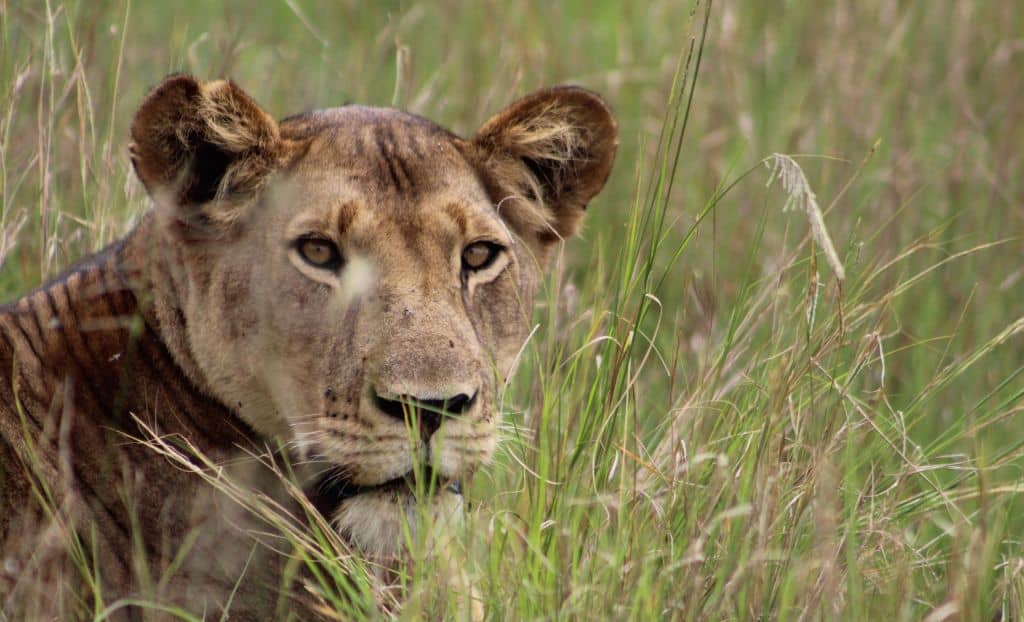 Viaggio da Nairobi ad Addis Abeba
leonessa in Uganda
lioness or female lion 
