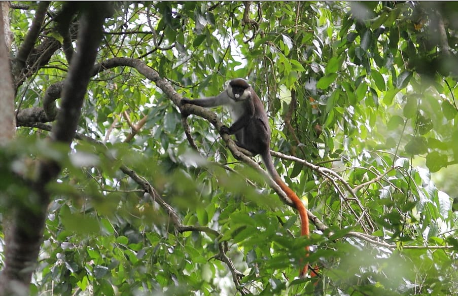Viaggio da Nairobi ad Addis Abeba
scimmia su un albero
cercocebo moro, detto anche cercocebo dal collare bianco o di Mangabey