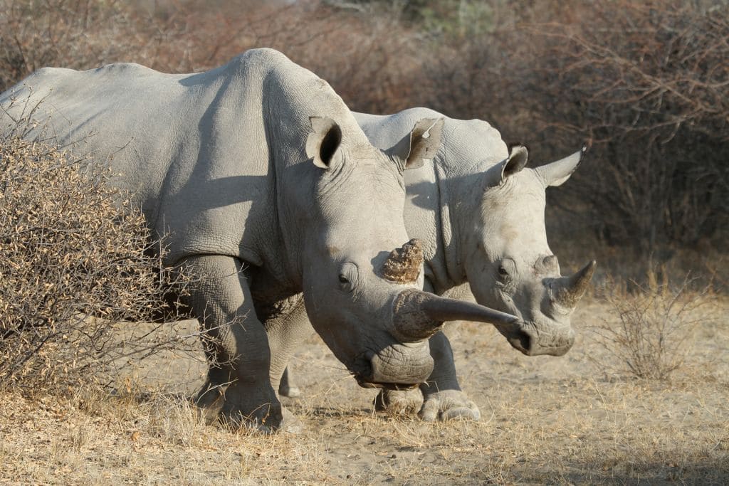 da Cape Town alle Cascate Vittoria
Rinoceronti bianchi al Khama Rhino Game Reserve in Botswana.
White rhinos at the Khama Rhino Game Reserve in Botswana.