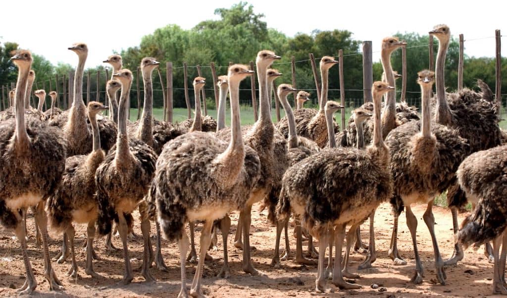 da Cape Town alle Cascate Vittoria
Allevamento di struzzi a Oudtshoorn in Sudafrica.
Ostrich farm in Oudtshoorn, South Africa.