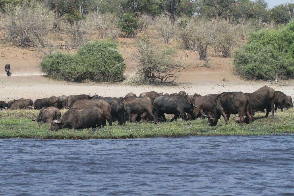 Da Cape Town alle Cascate Vittoria: mandria di bufali nel Chobe National Park in Botswana
Herd of buffaloes in Chobe National Park, Botswana.