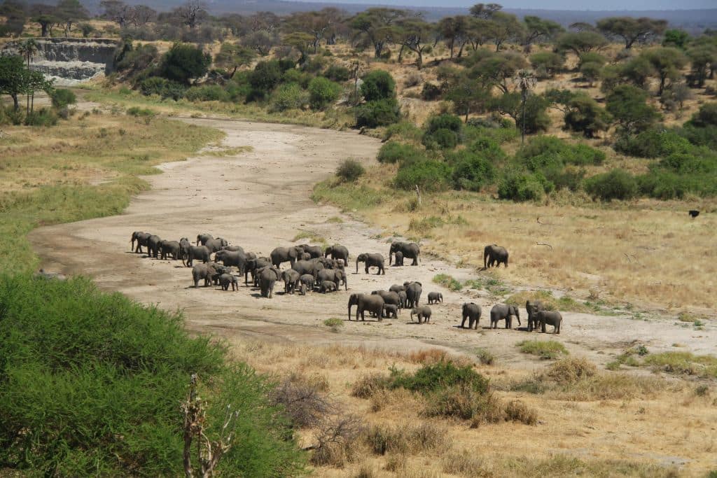 Viaggio dalle Cascate Vittoria al Kilimanjaro
branco di elefanti al tarangire national park
elephants herd