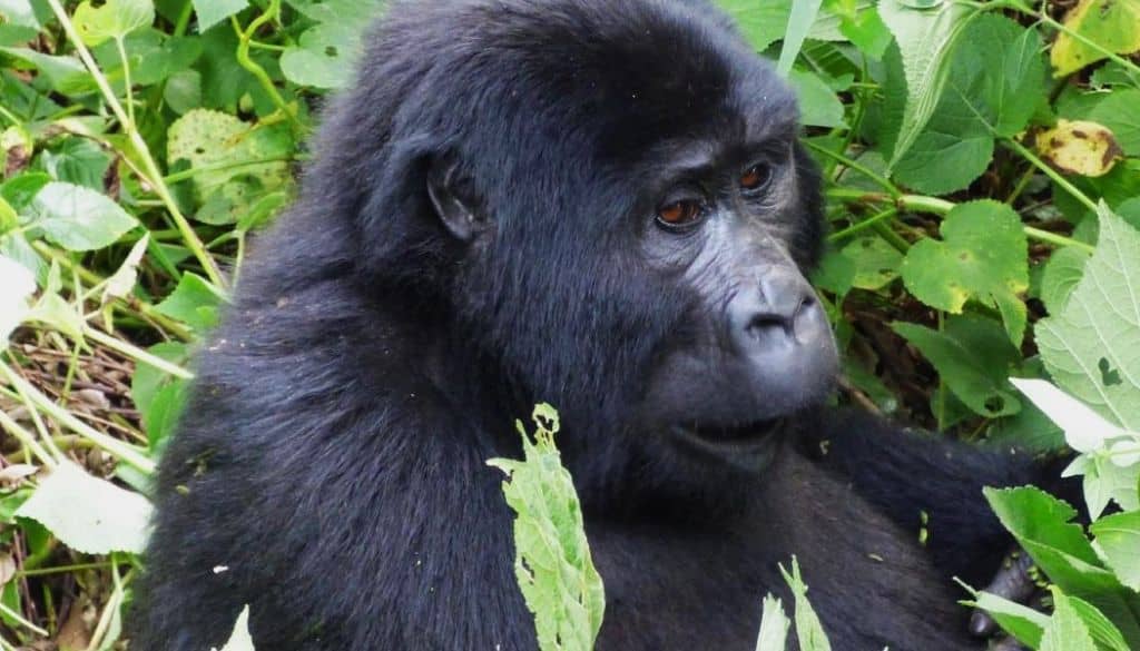 Viaggio da Nairobi ad Addis Abeba
mountain gorilla in Uganda, bwindi impenetrable forest
