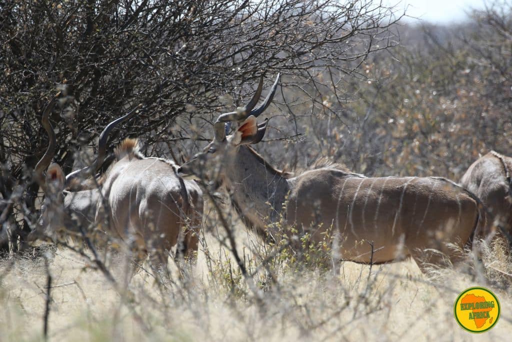 Greater Kudu Antelope into the wild in Africa