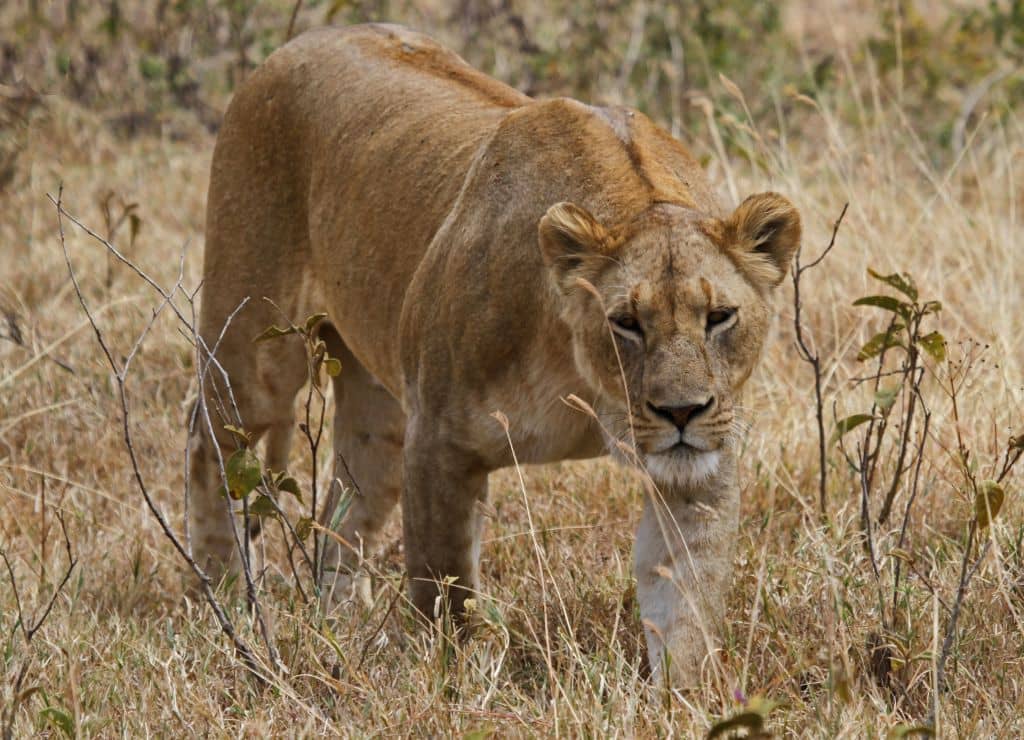 Viaggio dalle Cascate Vittoria al Kilimanjaro
female lion, lioness walking