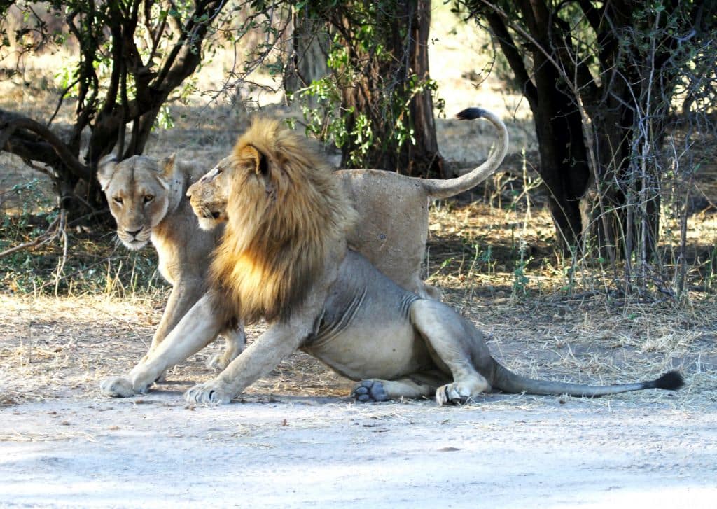 Viaggio dalle Cascate Vittoria al Kilimanjaro
lions in love, mating, at Ruaha national Park