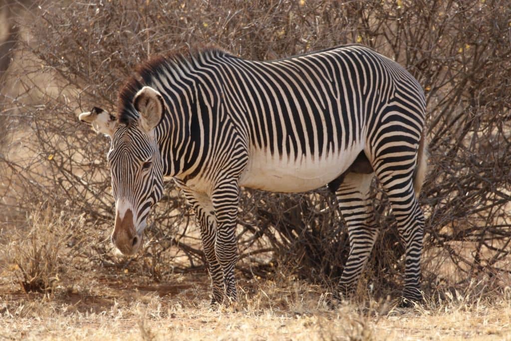 Viaggio da Nairobi ad Addis Abeba
zebra di Grevy a Samburu National Reserve in Kenya