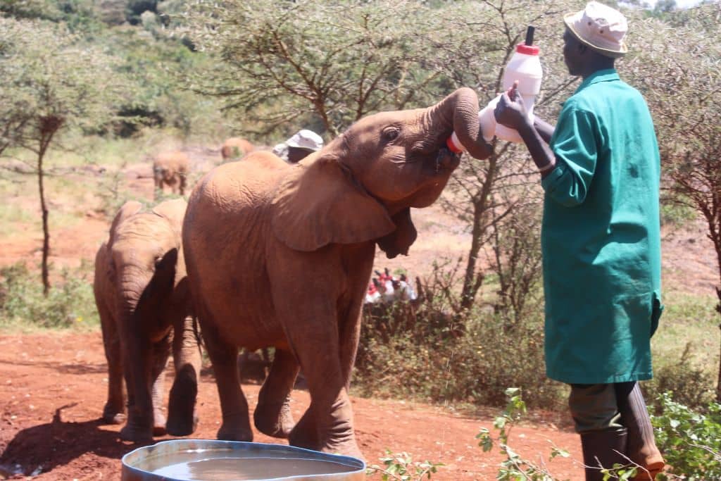 Viaggio da Nairobi ad Addis Abeba
elefantini orfani bevono il latte alla David Sheldrick Wildlife Trust 