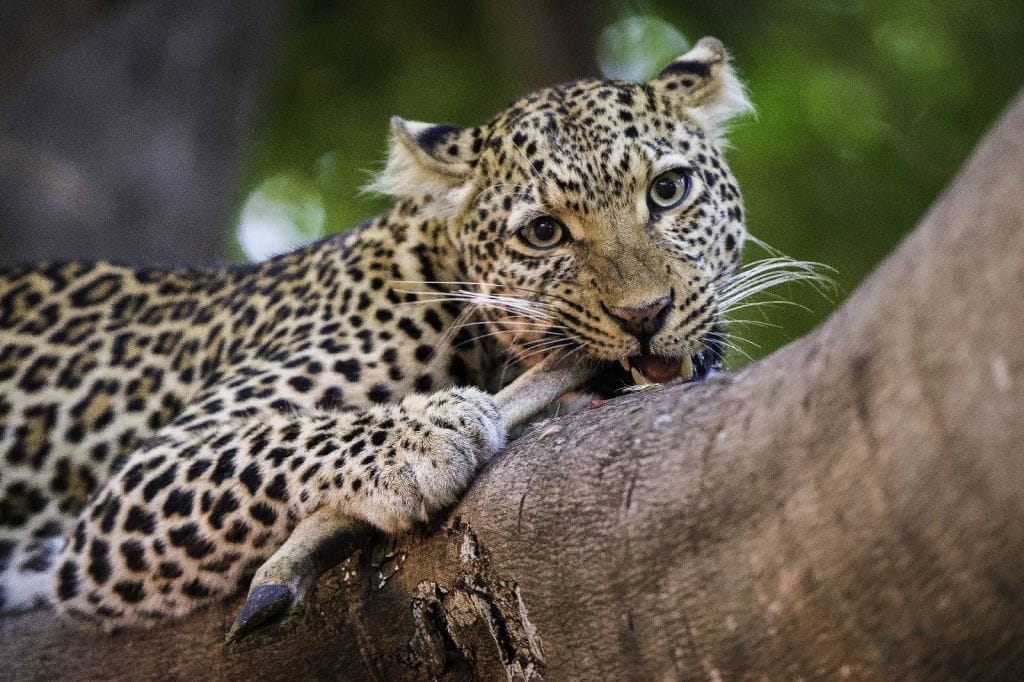 Viaggio dalle Cascate Vittoria al Kilimanjaro
leopardo con la preda nel South luangwa national park
leopard with prey