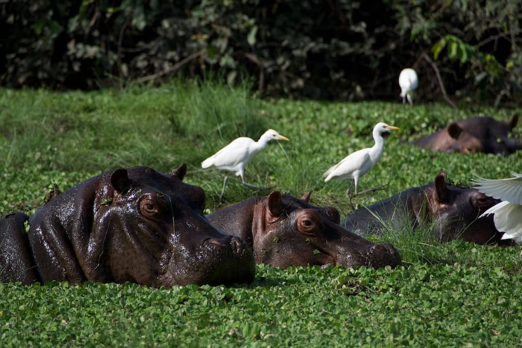 La Trans-Sahariana in viaggio dal Senegal alla Liberia - hippo bijagos
