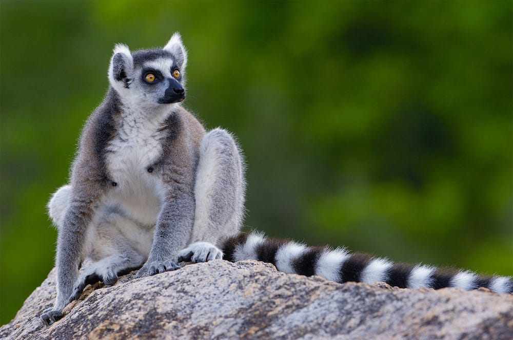 Meraviglioso Madagascar